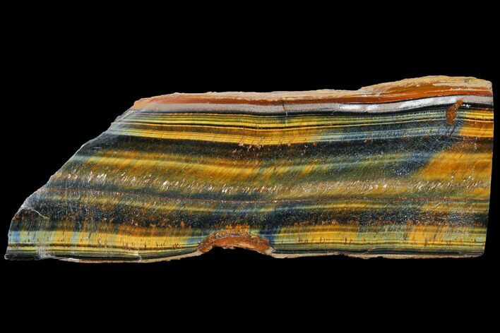 Polished Tiger's Eye Section - South Africa #128460